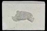 Fossil Fish Coprolite (Fish Poop) - Germany #110622-1